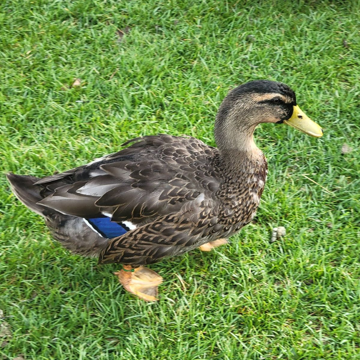 Drake rouen duck