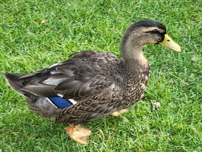 Drake rouen duck