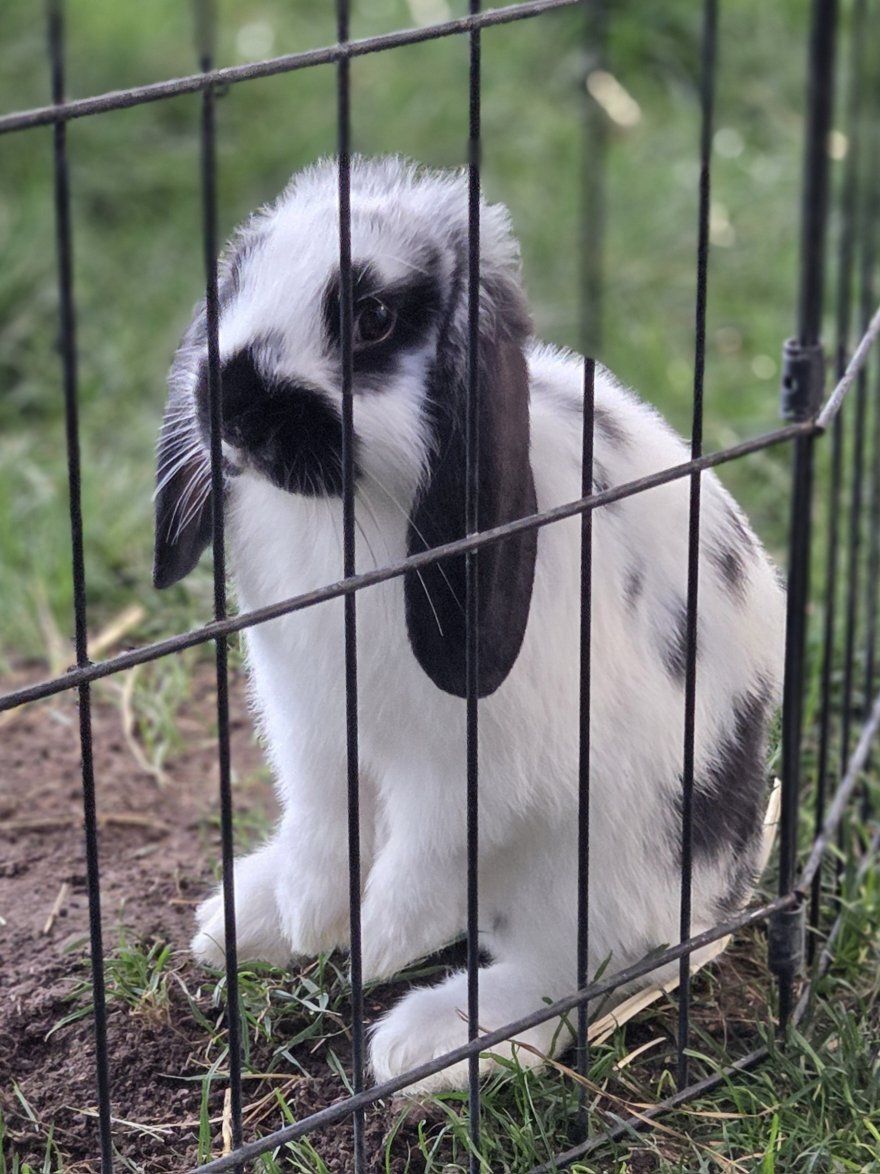 Mini Lop Bunny Rabbit Kit 