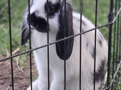 Mini Lop Bunny Rabbit Kit