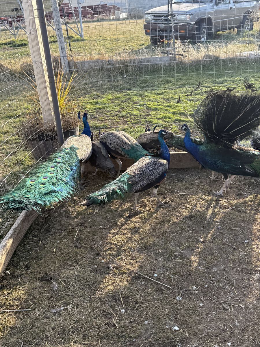 Peacocks for sale (various ages)