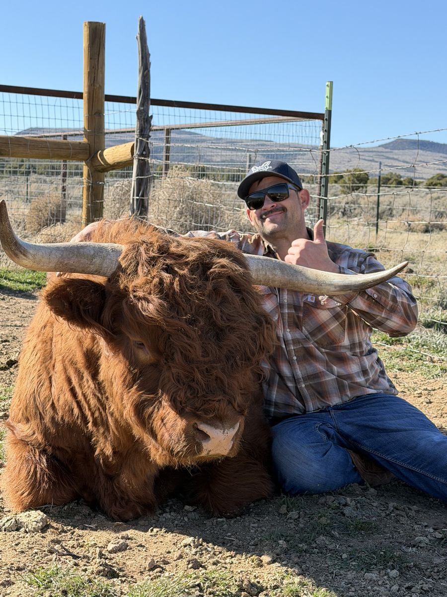Highland Bull - Red