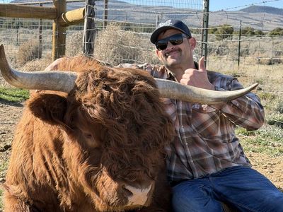 Highland Bull - Red