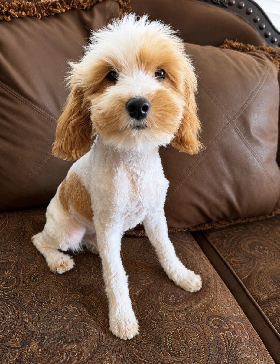 F1b Cavapoos