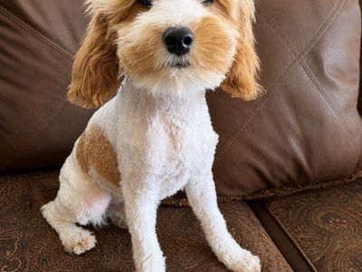 F1b Cavapoos