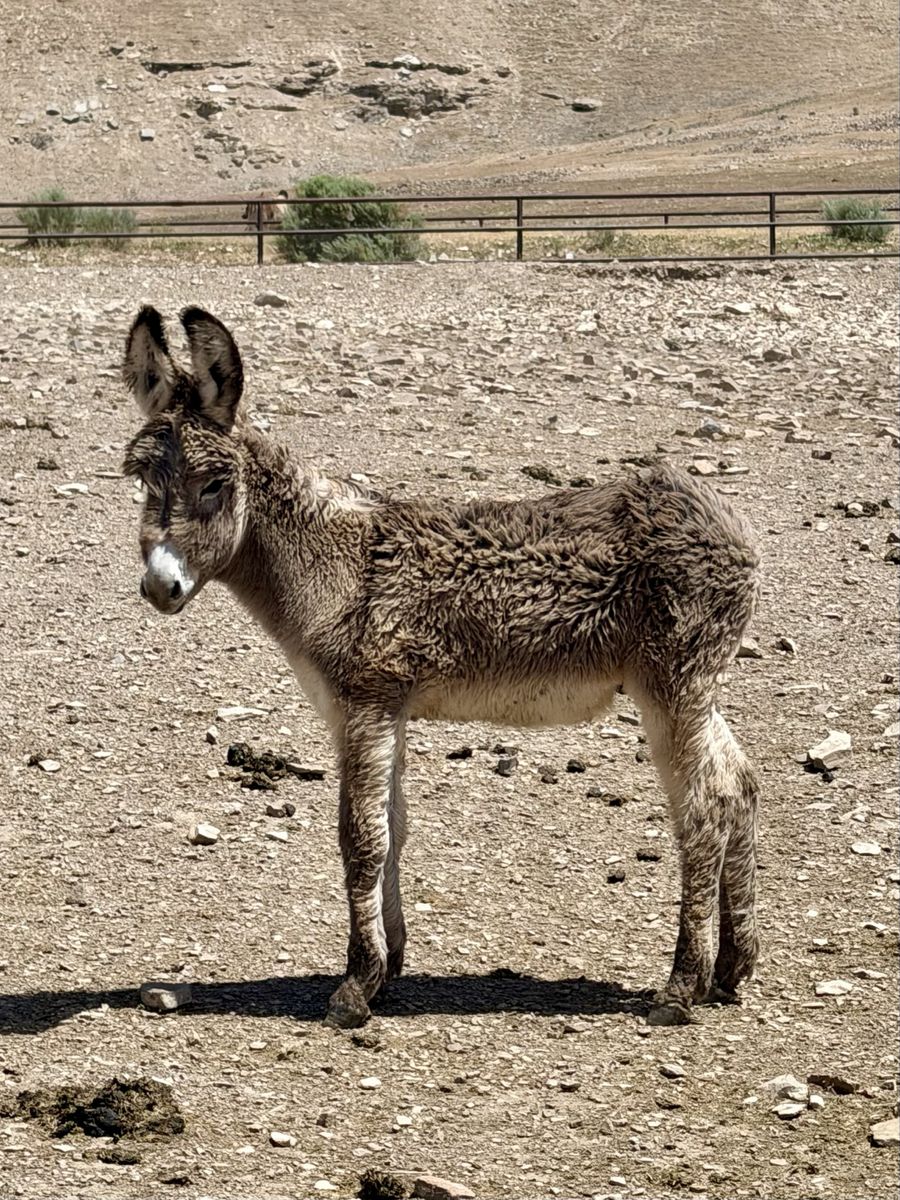 Adorable Donkey Foal - Ready for a New Home!