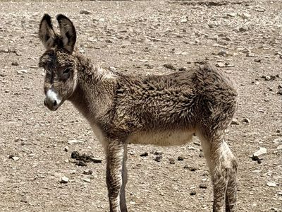 Adorable Donkey Foal - Ready for a New Home!