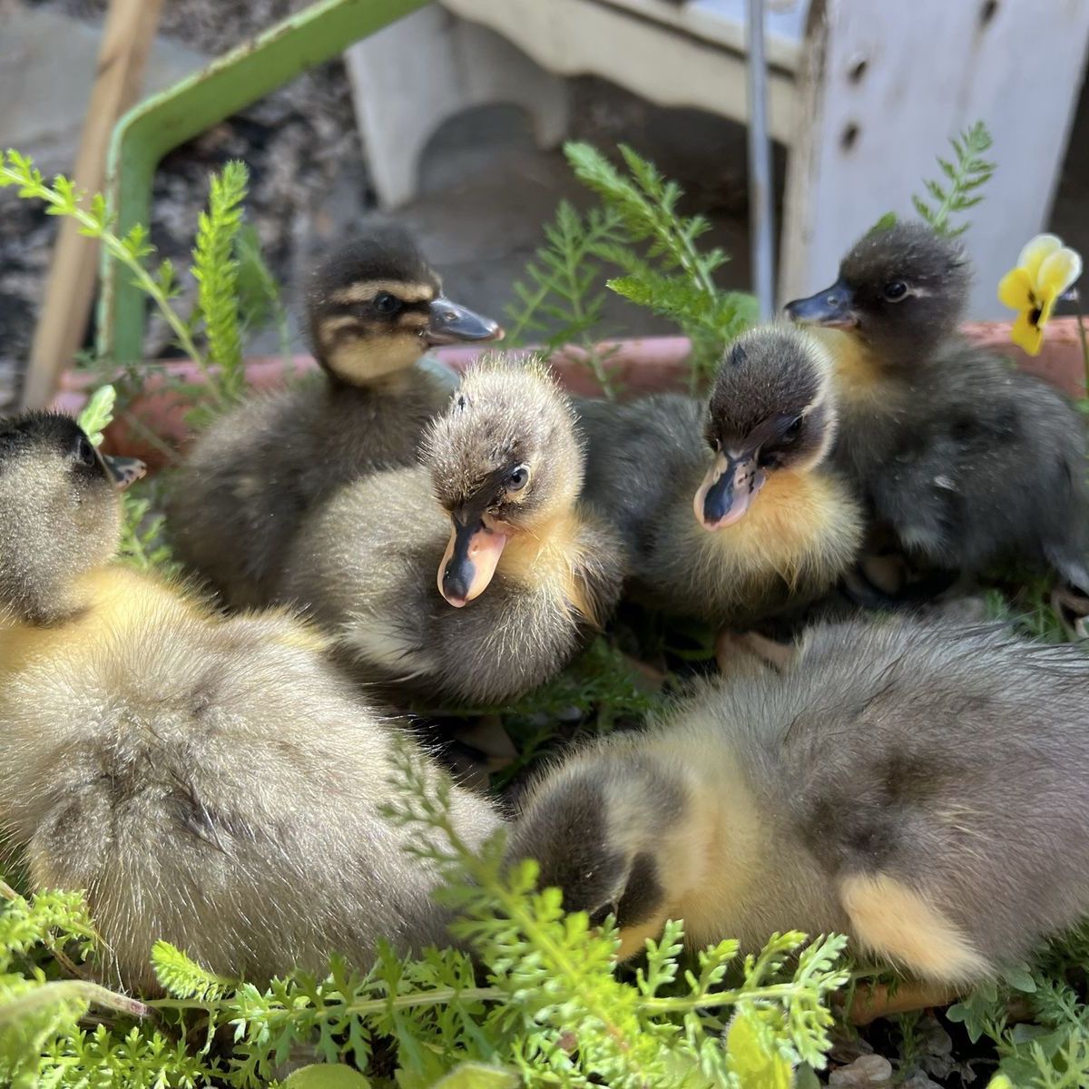 Call ducklings blue bibbed and black baby ducks
