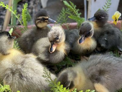 Call ducklings blue bibbed and black baby ducks