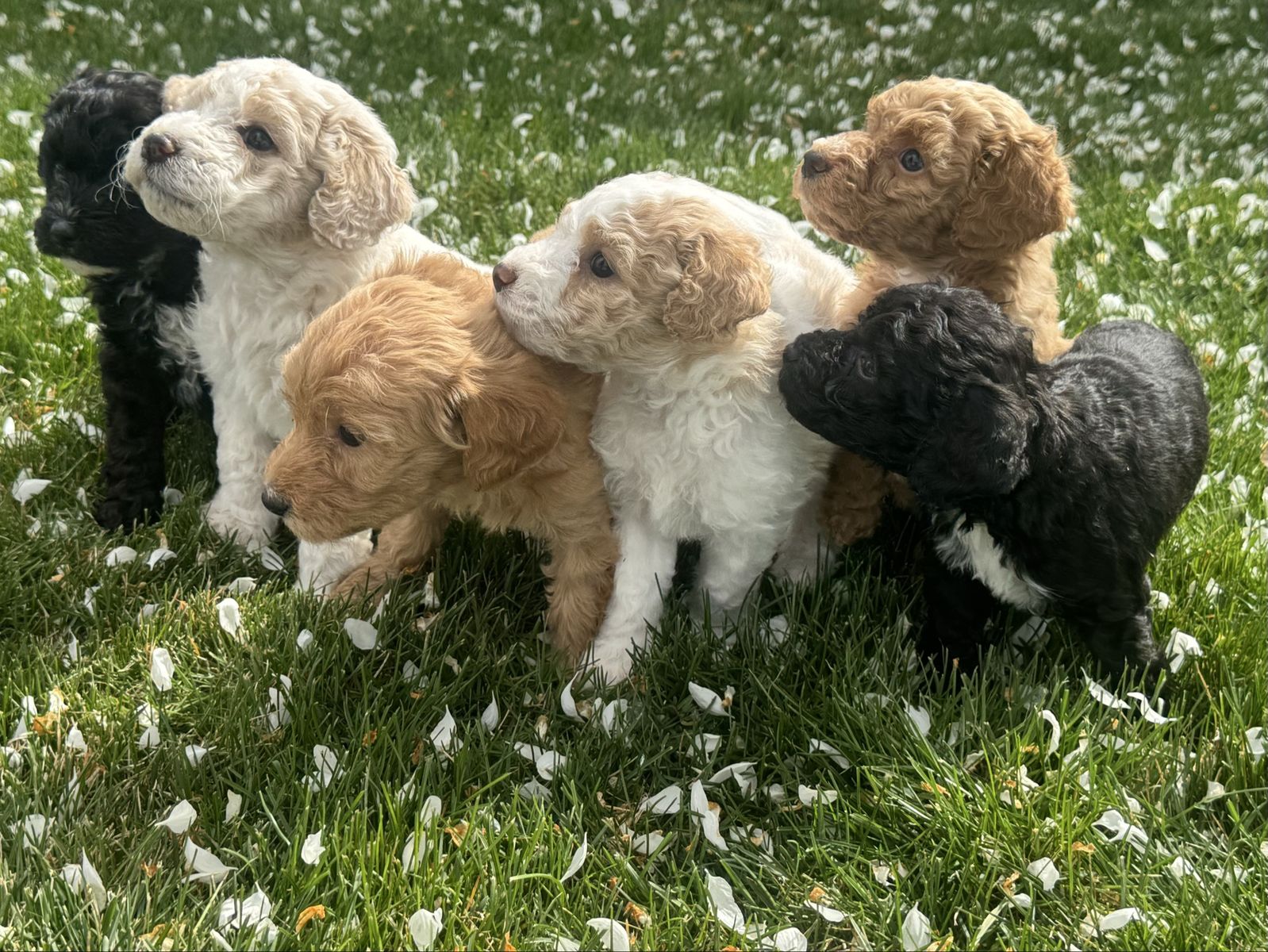 Mini Golden AussieDoodles