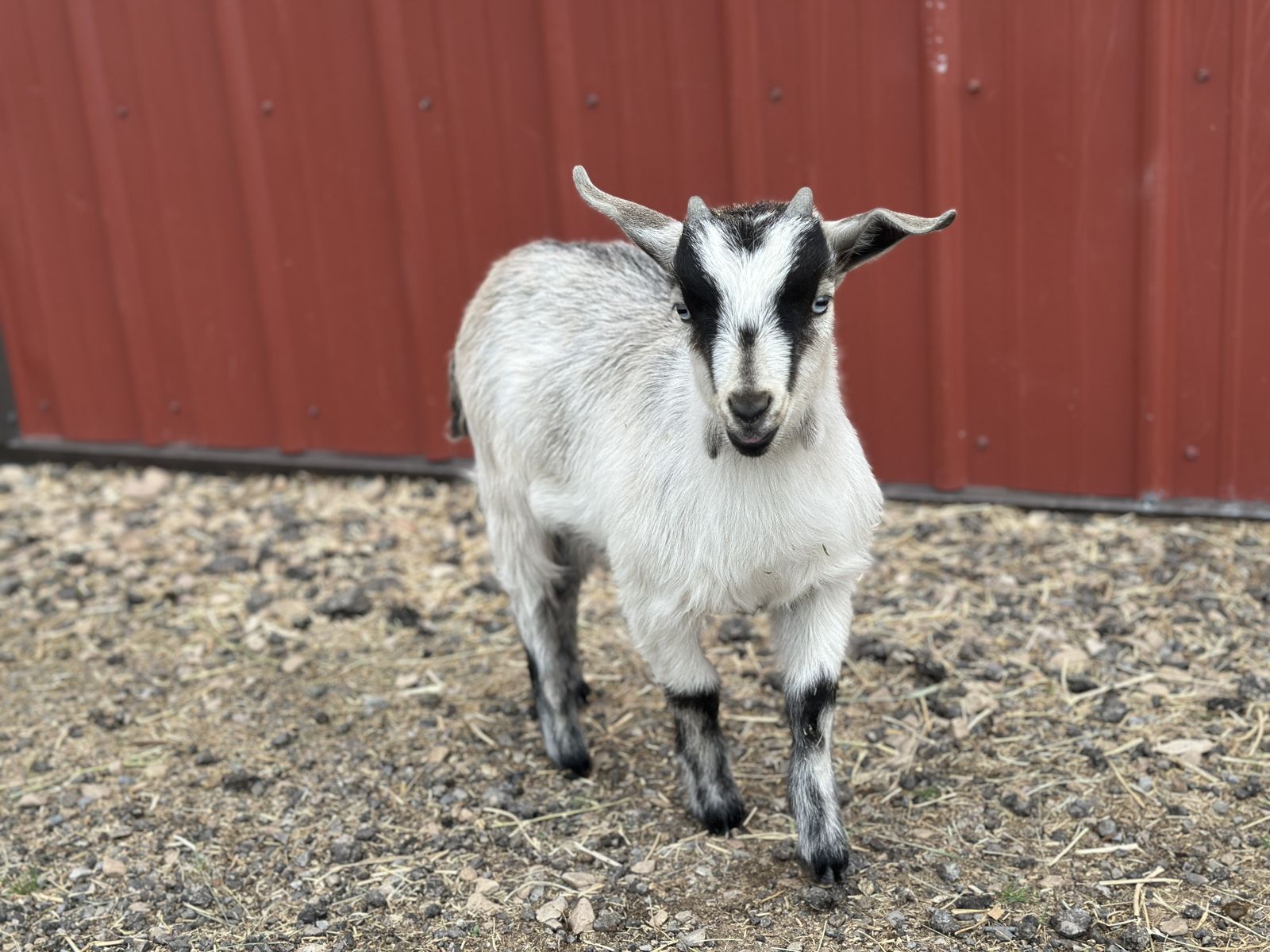 Blue-eyed Mini Nubian Buckling