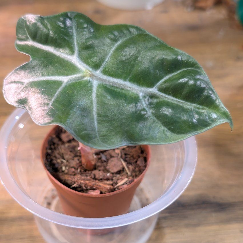 Alocasia Polly Pup