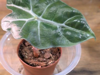 Alocasia Polly Pup
