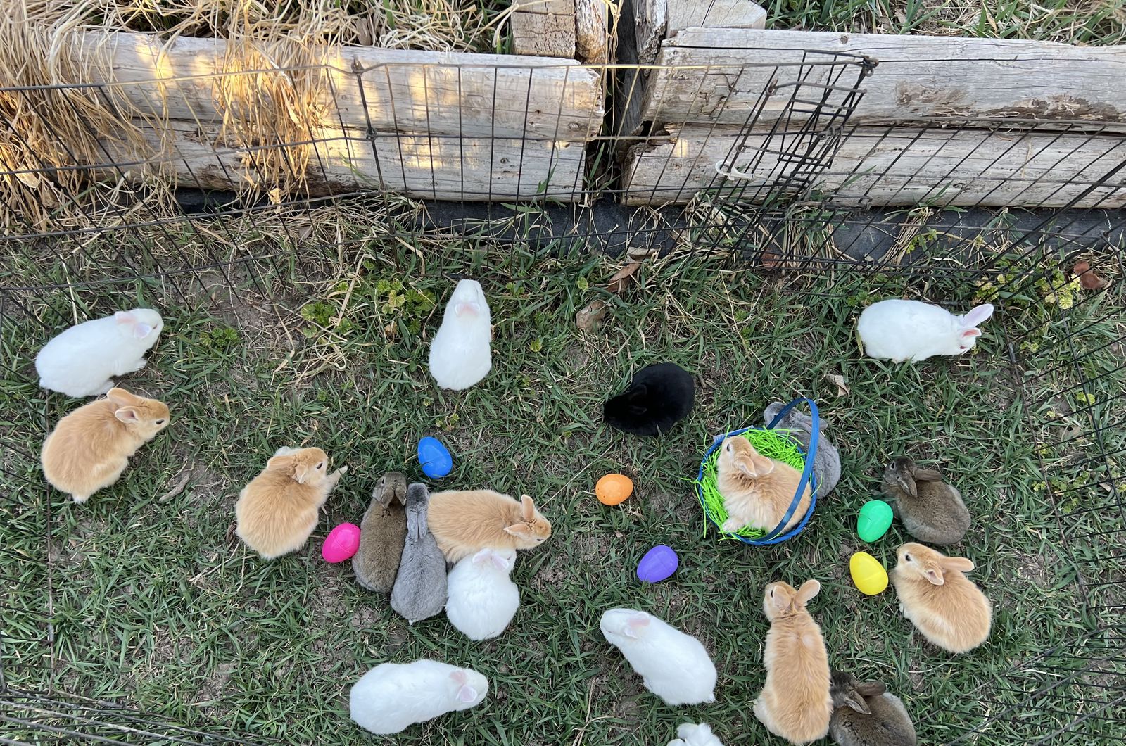 New Zealand ~ Rex ~ Orange Cream Bunnies