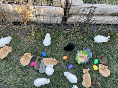 New Zealand ~ Rex ~ Orange Cream Bunnies