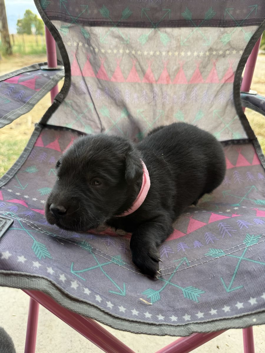 Golden retriever/ border collie puppies