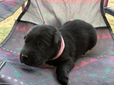 Golden retriever/ border collie puppies