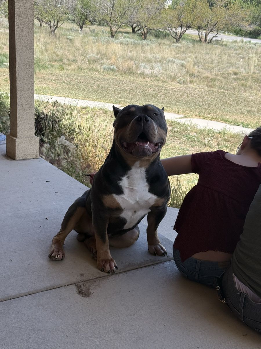 Xl bully stud blue tri