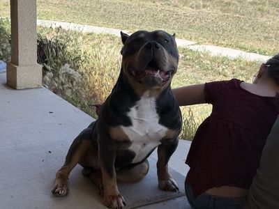 Xl bully stud blue tri