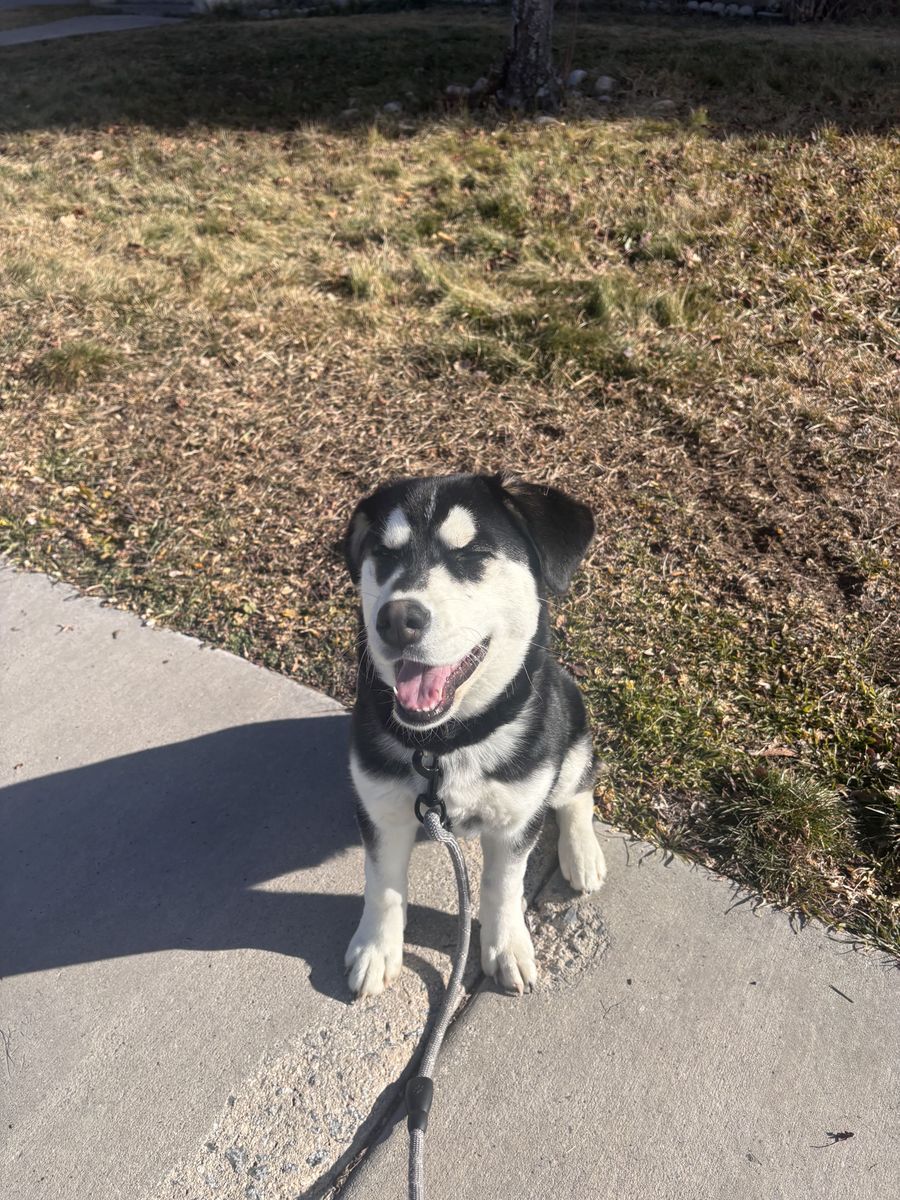 Husky/Lab mix
