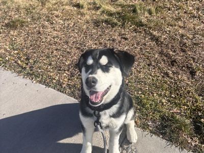 Husky/Lab mix