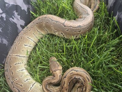 M Pinstripe Ball Python OBO
