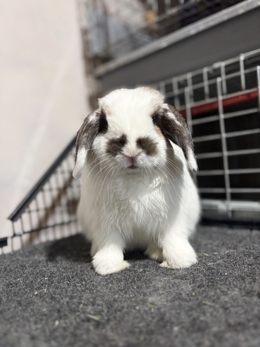 Holland Lop Buck