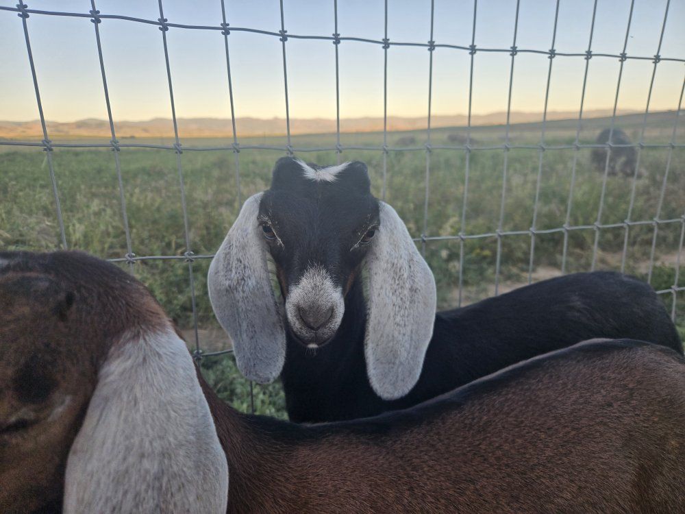 Nubian Doeling and Buckling