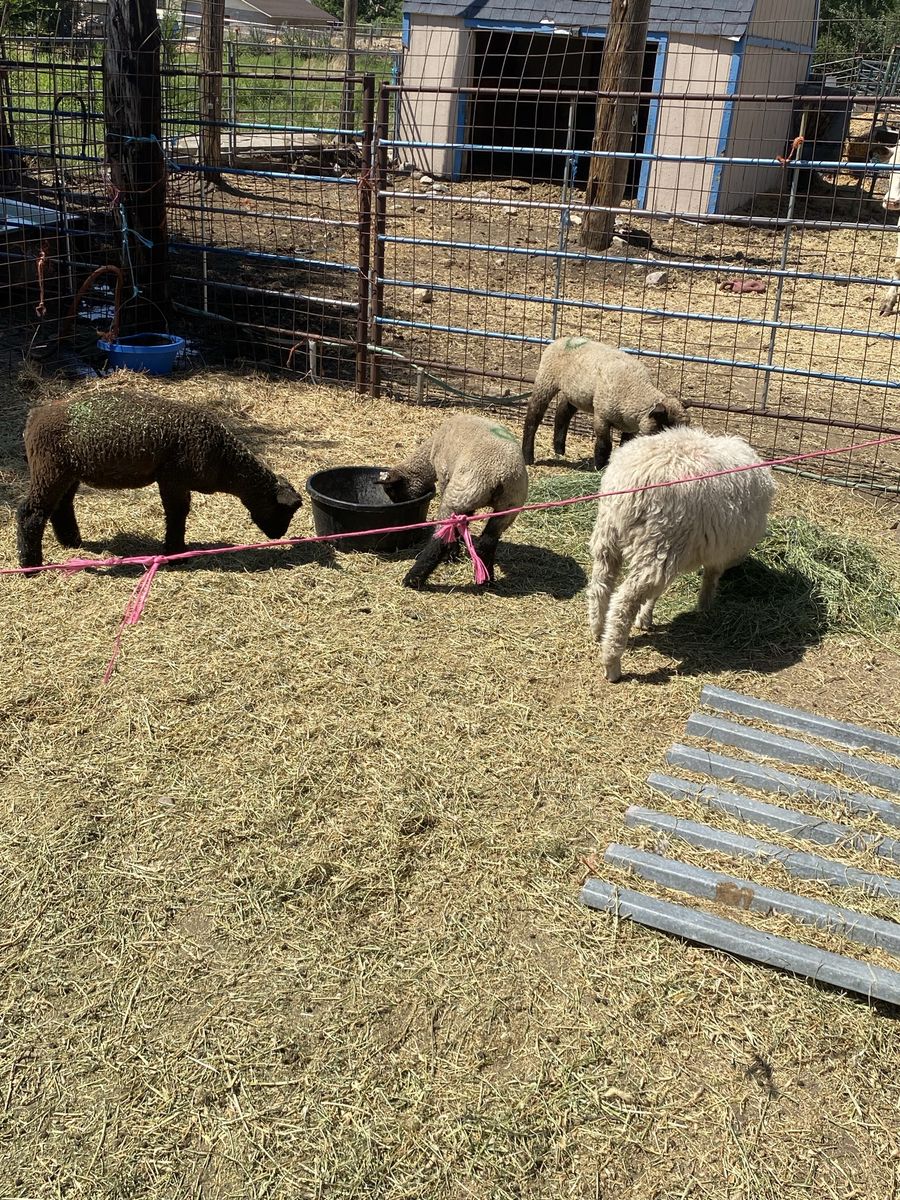 Lambs