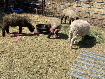 Lambs