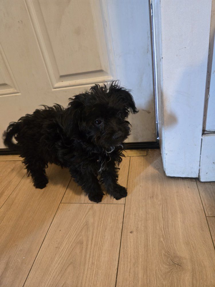 Adorable Black Puppy for Sale - Mixed Breed, Small Size