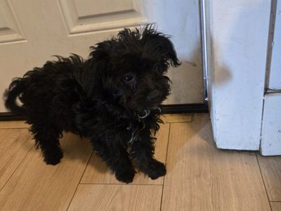 Adorable Black Puppy for Sale - Mixed Breed, Small Size