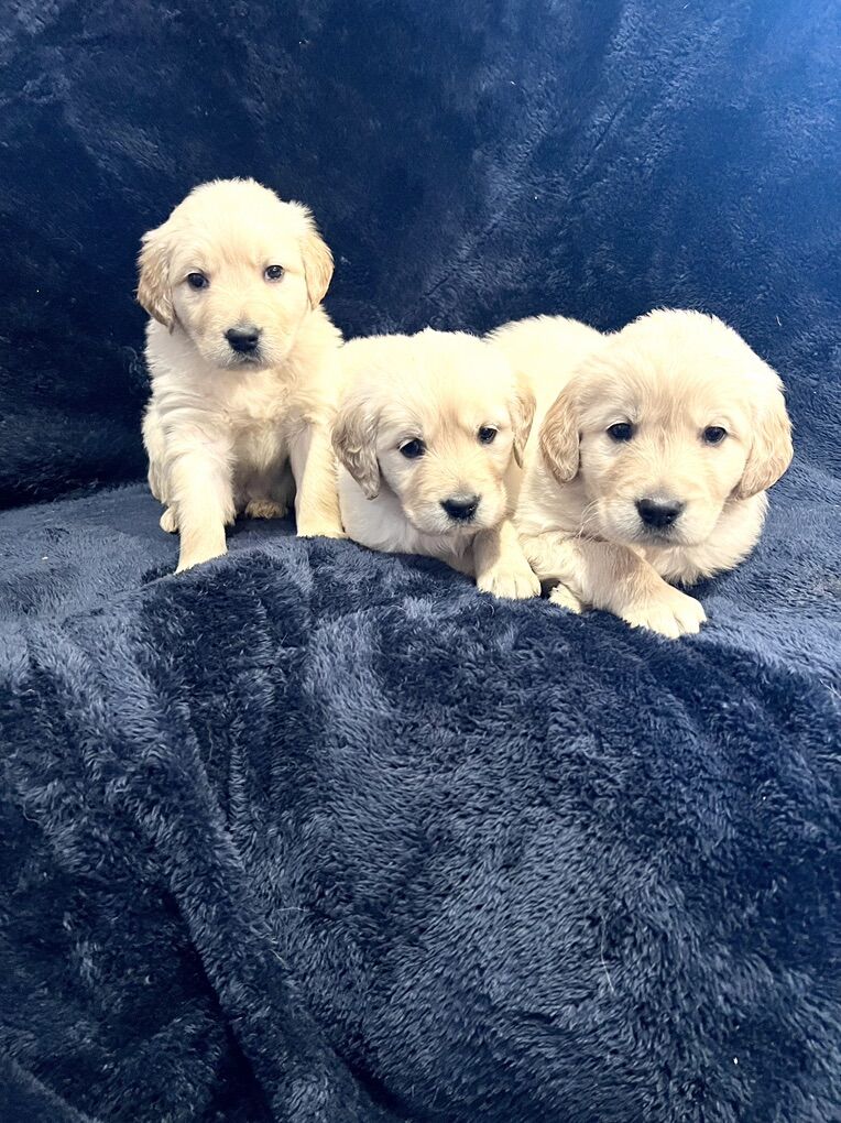 Pro trained akc golden retriever female