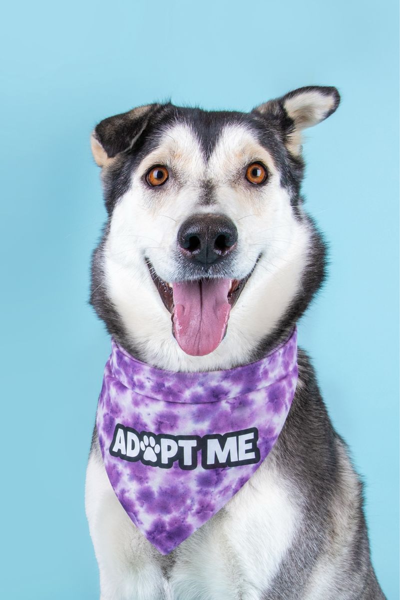 Adopt Meadow