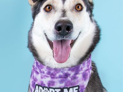 Adopt Meadow