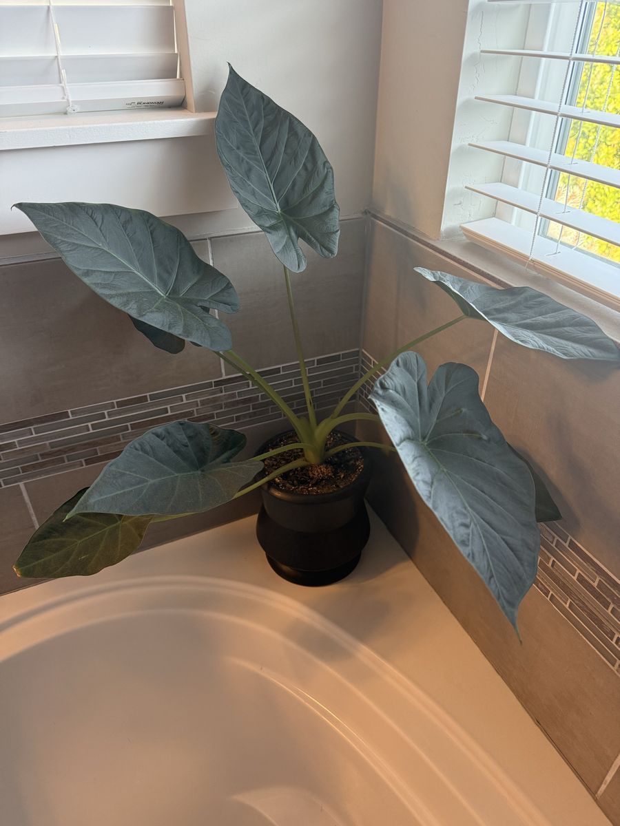 Potted Alocasia Regal Shields Houseplant in Black Modern Decorative Planter