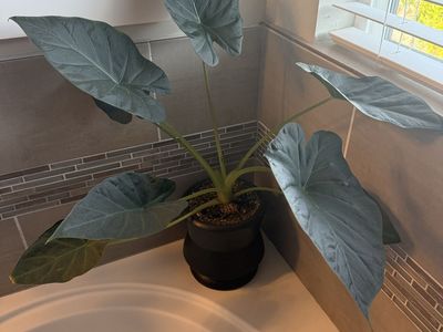 Potted Alocasia Regal Shields Houseplant in Black Modern Decorative Planter