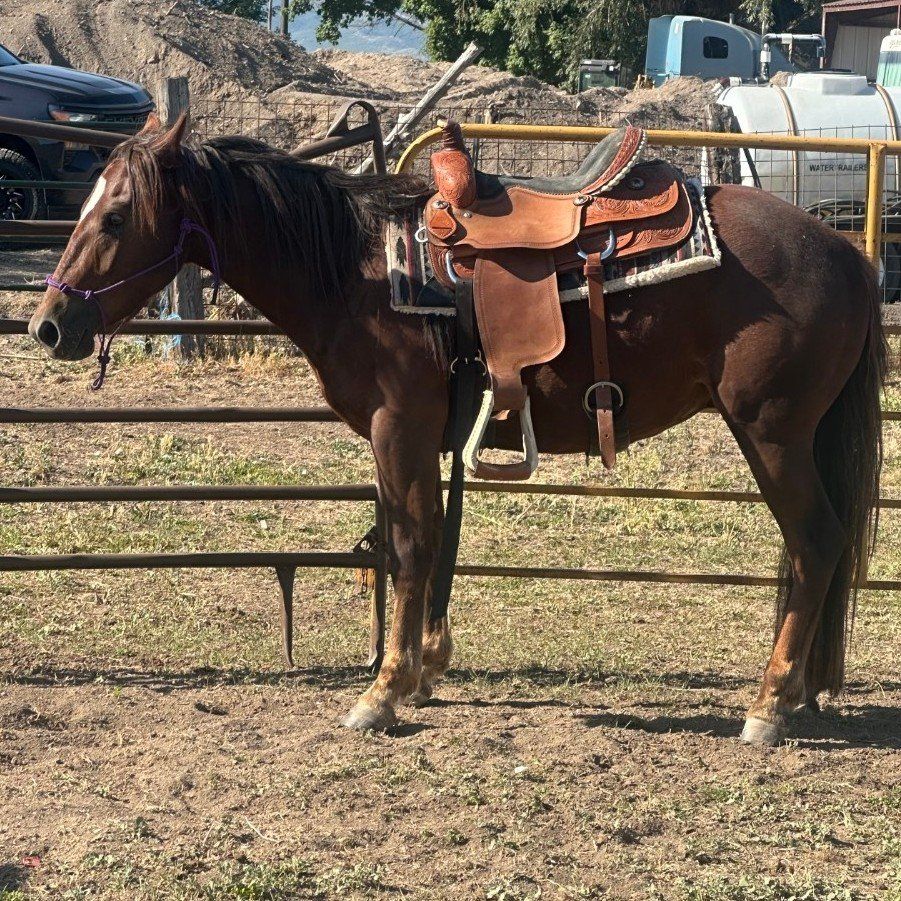 2 year old gelding