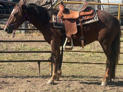 2 year old gelding