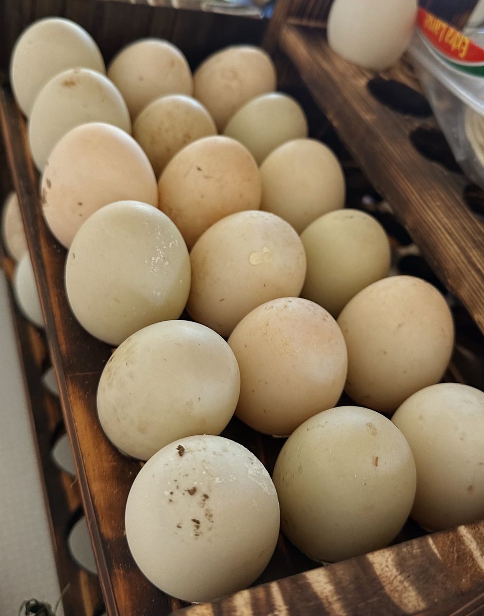 Duck Eggs