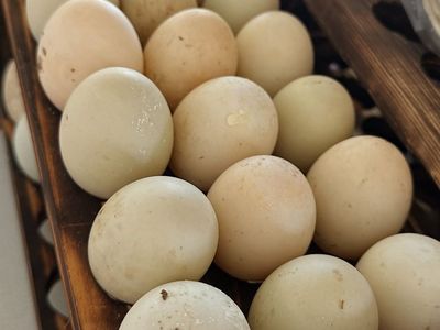 Duck Eggs