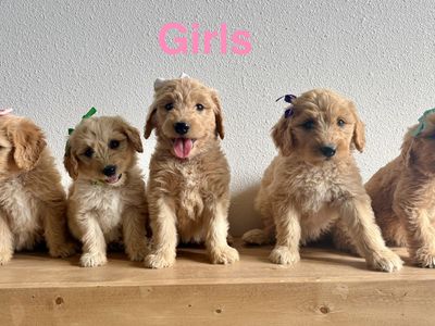 F1 Goldendoodle Puppies- hypoallergenic, full-sized