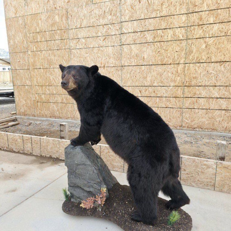 TAXIDERMY BEAR SPECIAL