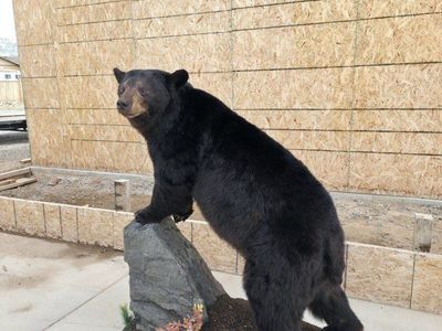 TAXIDERMY BEAR SPECIAL