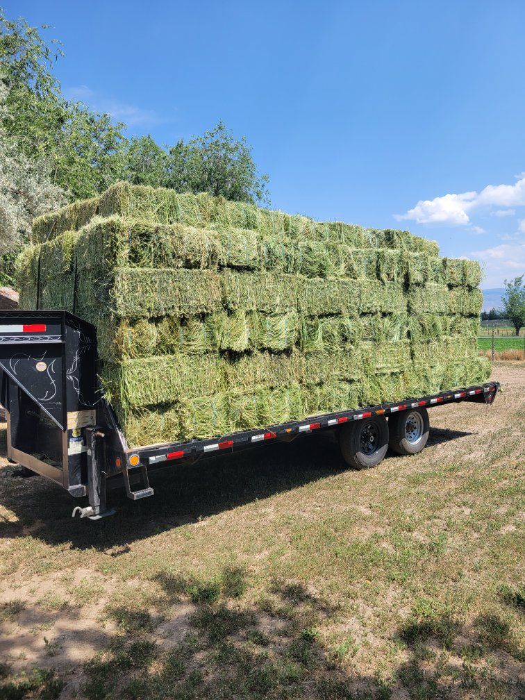 PREMIUM alfalfa hay / Delivery services 
