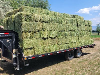 PREMIUM alfalfa hay / Delivery services