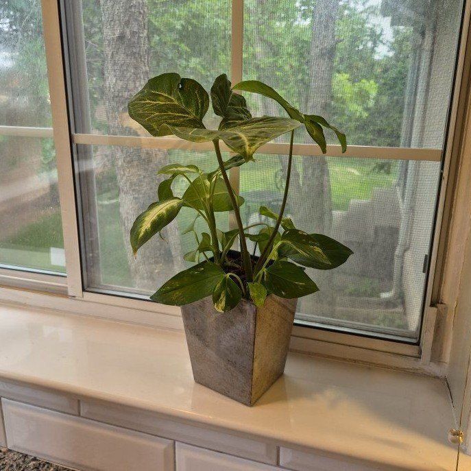 Vibrant Live Houseplant in Stylish Geometric Planter - Healthy & Established Greenery