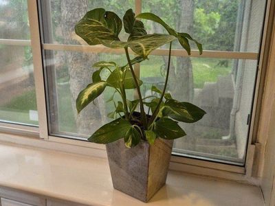 Vibrant Live Houseplant in Stylish Geometric Planter - Healthy & Established Greenery