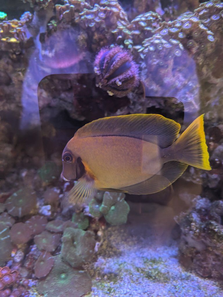 120G Reef Tank Breakdown - Part Out