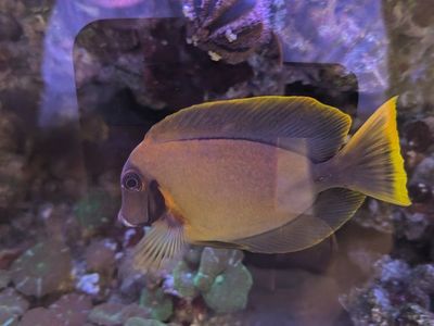 120G Reef Tank Breakdown - Part Out